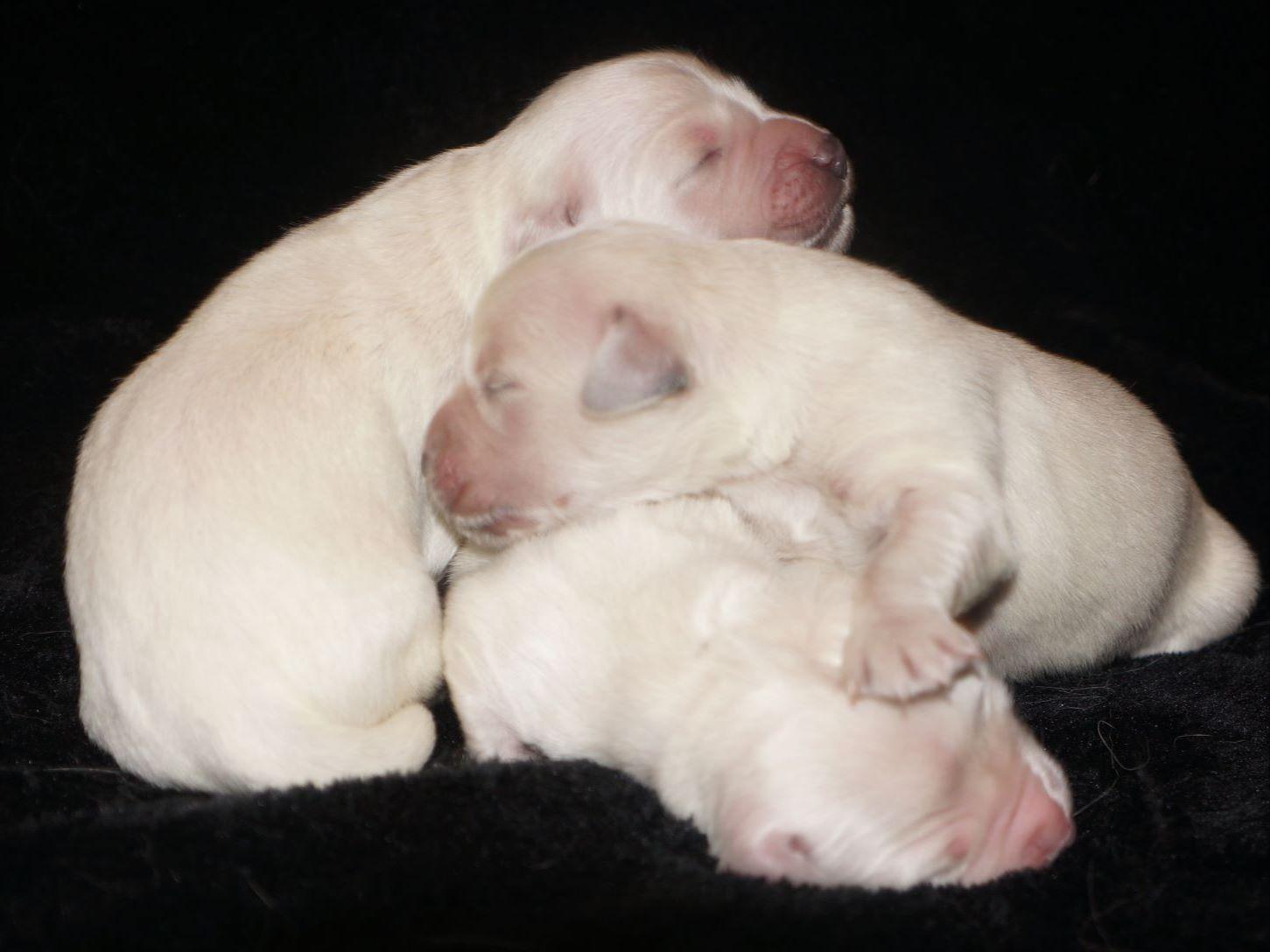 icewind golden retrievers golden retriever for sale by icewind goldens american kennel club icewind golden retrievers golden retriever for sale by icewind goldens american kennel club