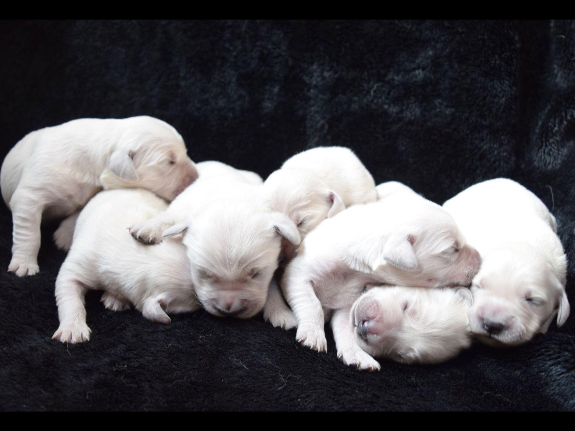 Akc litter registration coupon code 2018