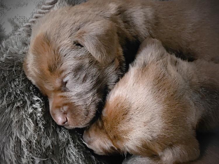labrador puppies houston houston labs labrador retriever puppies for sale labrador puppies houston houston labs labrador retriever puppies for sale