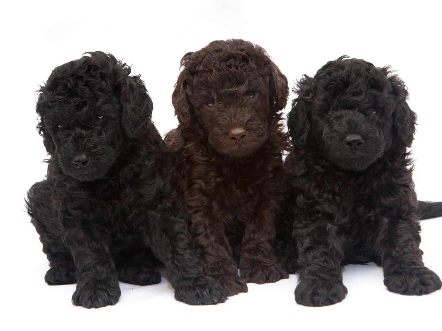 Standard Poodle Breeders Virginia Beach Standard Poodle Breeders Virginia Beach