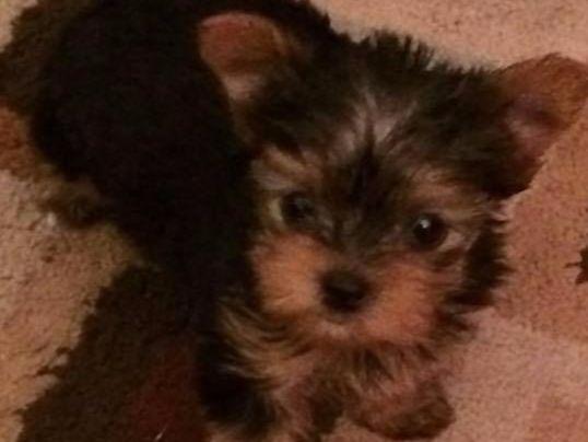 american yorkie blackwoods american terrier puppies terrier puppies for sale american yorkie blackwoods american terrier puppies terrier puppies for sale