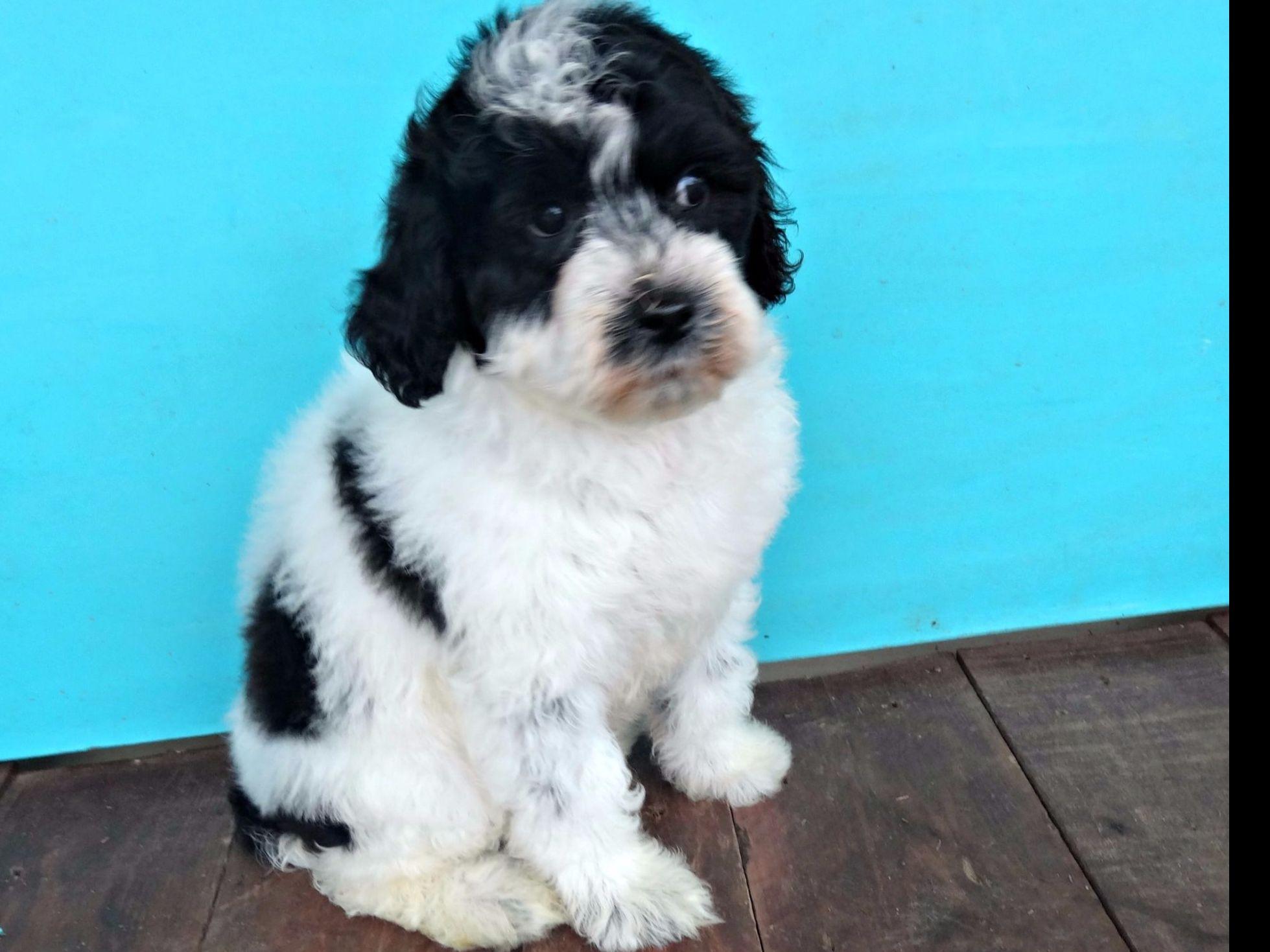 Pier 7 Porties Portuguese Water Dog Puppies For Sale