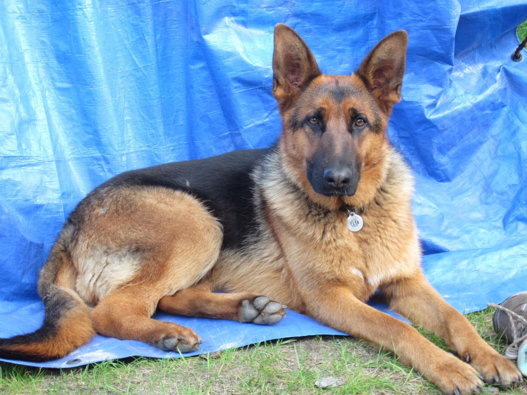American Kennel Club Dogs For Sale American Kennel Club Dogs For Sale