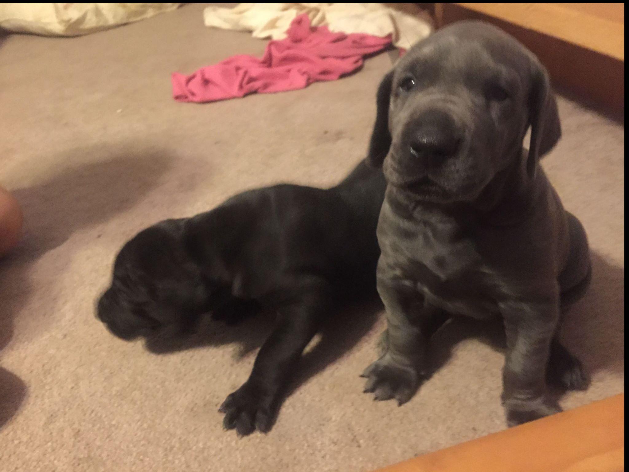 great dane puppies for sale in nj great dane new jersey puppies for sale breeders club breeds picture great dane puppies for sale in nj great dane new jersey puppies for sale breeders club breeds picture