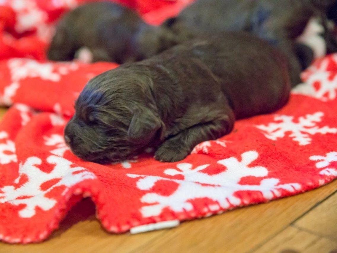 puppies butler pa oana nastase carroll breeders butler pa puppies butler pa oana nastase carroll breeders butler pa