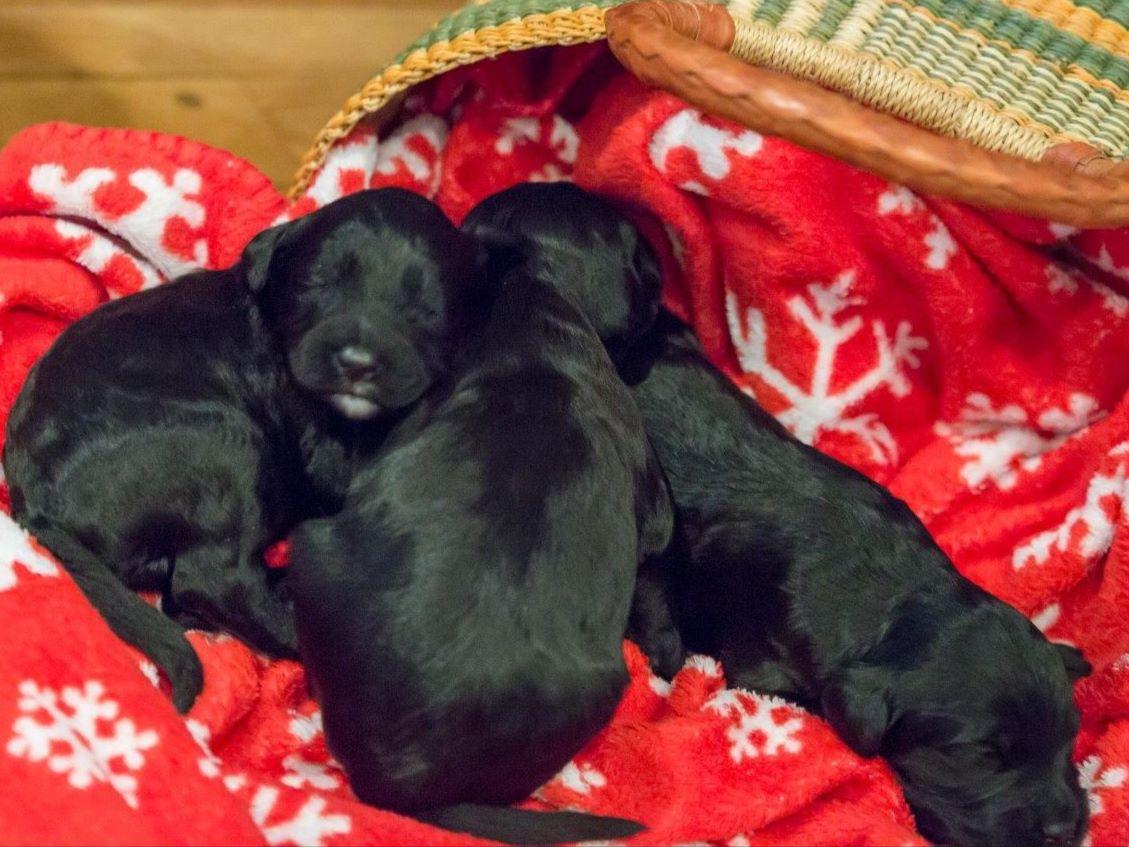 puppies butler pa oana nastase carroll breeders butler pa puppies butler pa oana nastase carroll breeders butler pa