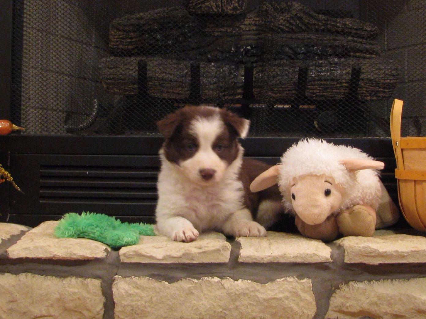 border collie puppies missouri 2j 2k border collies breeders strafford mo border collie puppies missouri 2j 2k border collies breeders strafford mo
