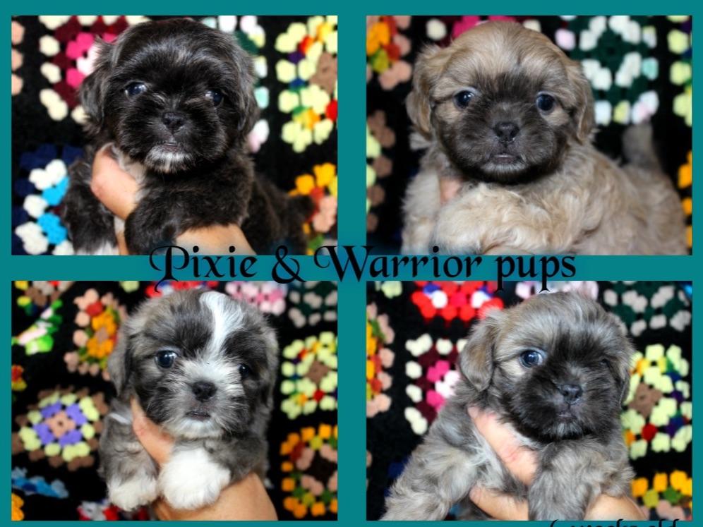 shih tzu breeders in maine mollie doucette breeders me shih tzu breeders in maine mollie doucette breeders me