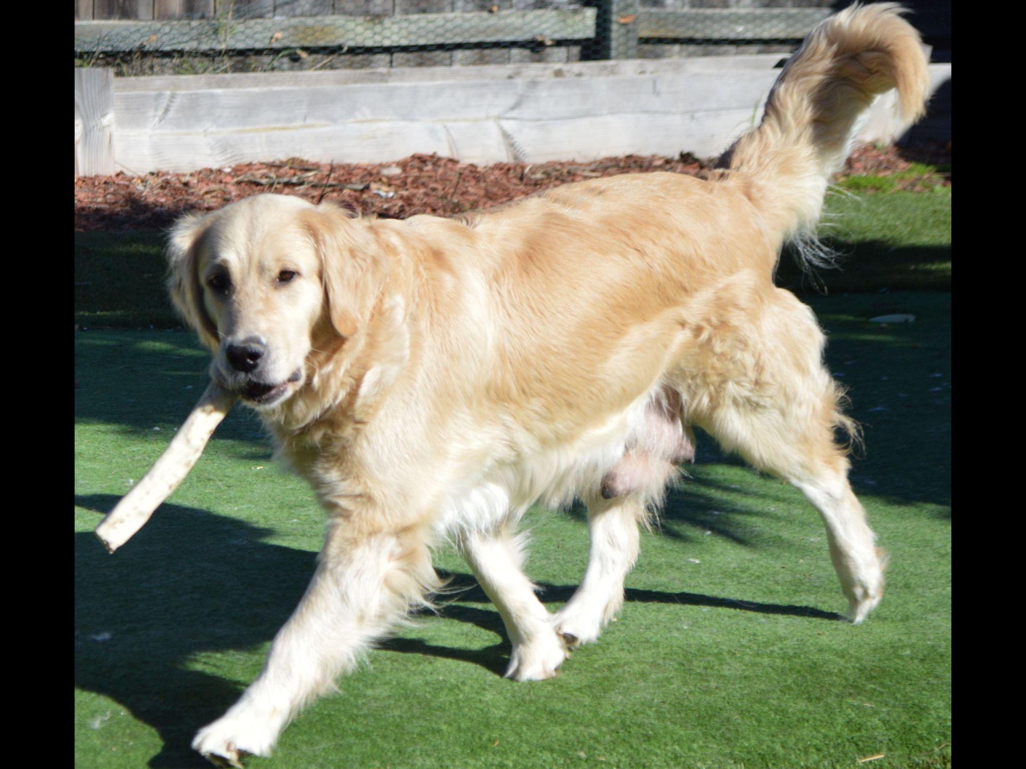 golden retriever breeders northern california creme golden retrievers california breeds golden retriever breeders northern california creme golden retrievers california breeds