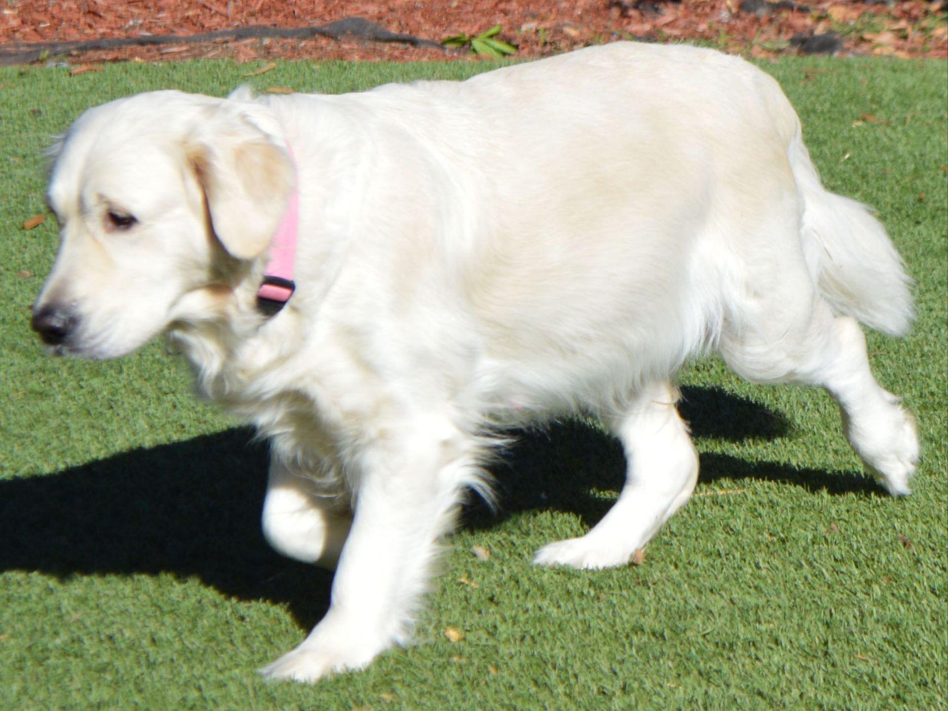 golden retriever rescue san diego golden retrievers sd golden retriever puppies for sale golden retriever rescue san diego golden retrievers sd golden retriever puppies for sale