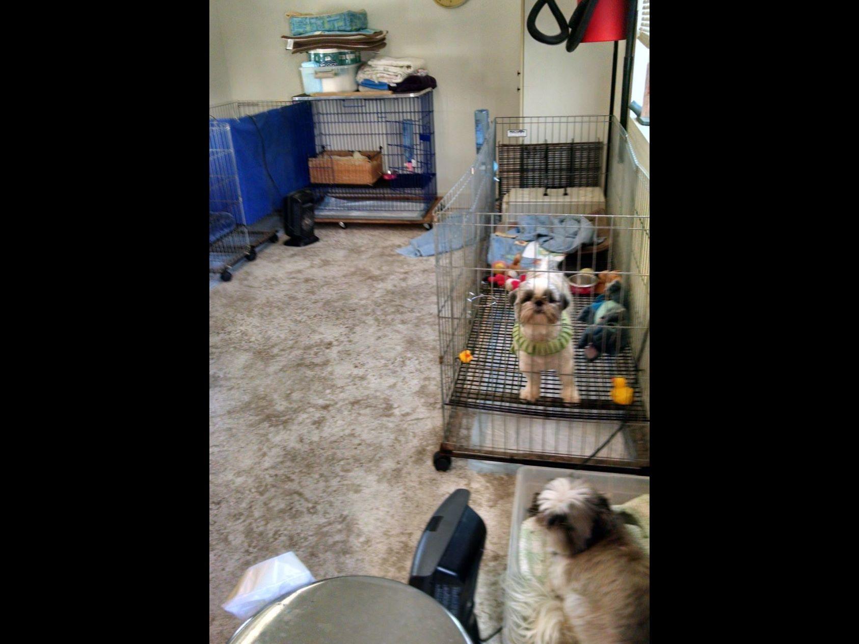 shih tzu puppies eugene oregon vicki cooper breeders springfield or shih tzu puppies eugene oregon vicki cooper breeders springfield or