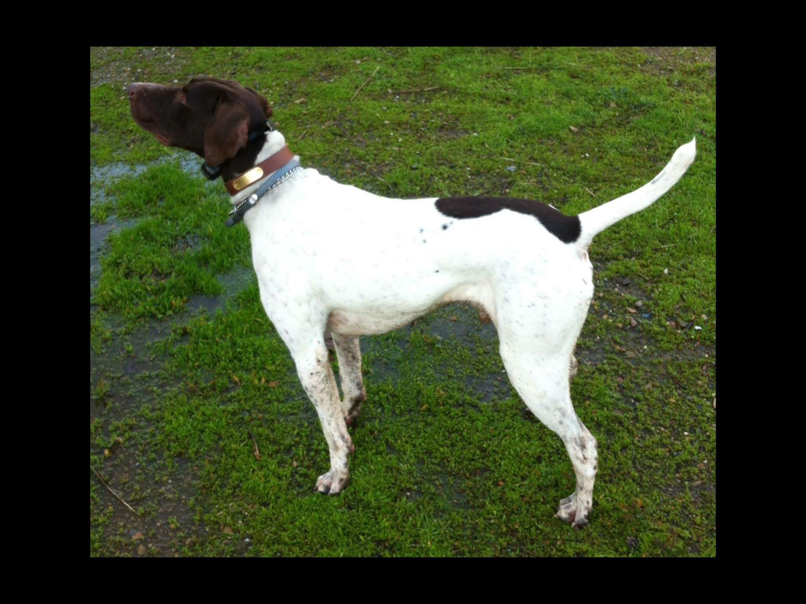 puppies for sale saratoga ny german shorthaired pointer puppies for sale akc marketplace puppies for sale saratoga ny german shorthaired pointer puppies for sale akc marketplace