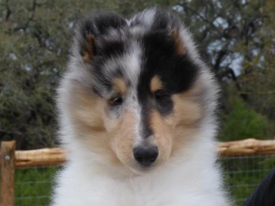 puppies for sale in harlingen tx akc puppies for sale in page 2 akc marketplace puppies for sale in harlingen tx akc puppies for sale in page 2 akc marketplace