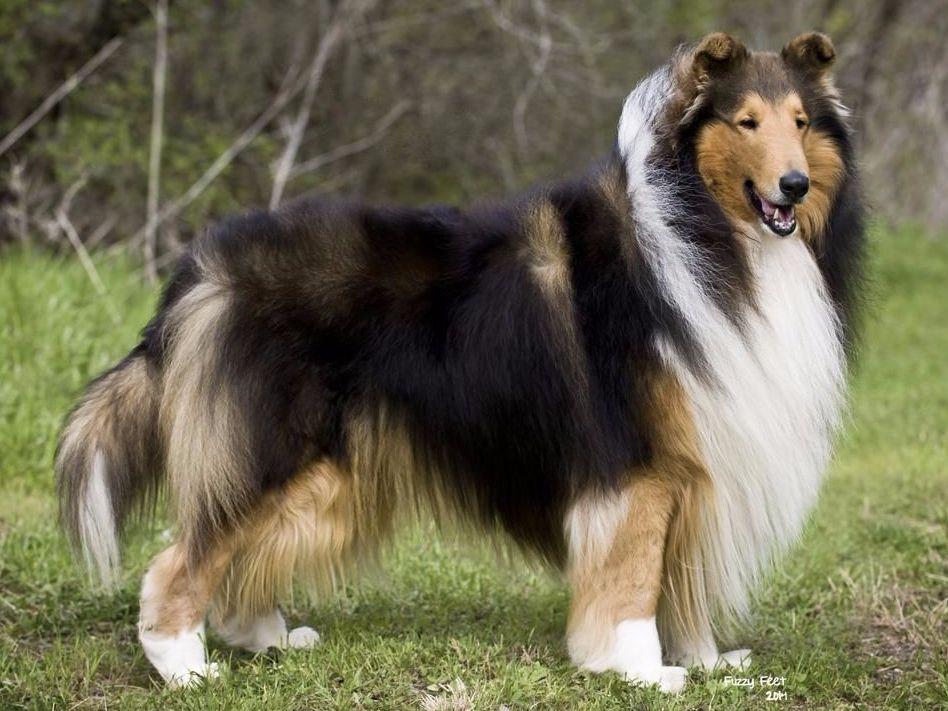 Maverick Collies Puppies For Sale