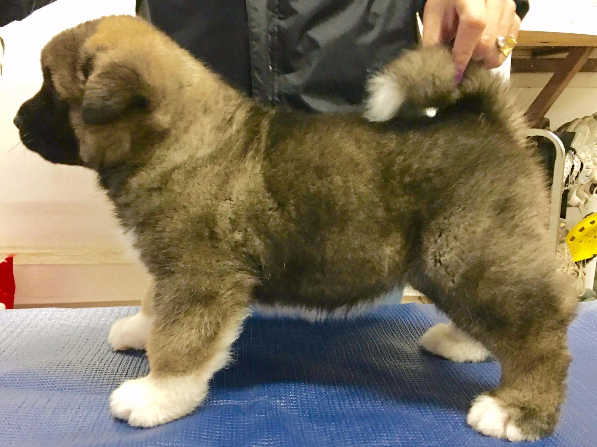 Akita For Sale by Ali'i AK Kennels American Kennel Club