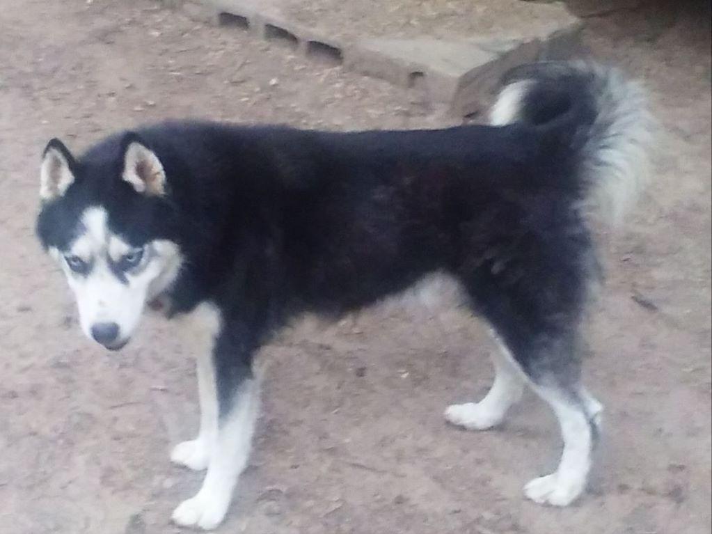 forever puppy husky husky nation forever beautiful siberian husky puppies available now breeders forever puppy husky husky nation forever beautiful siberian husky puppies available now breeders