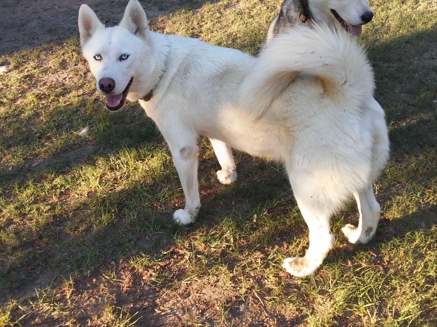 forever puppy husky husky nation forever beautiful siberian husky puppies available now siberian forever puppy husky husky nation forever beautiful siberian husky puppies available now siberian
