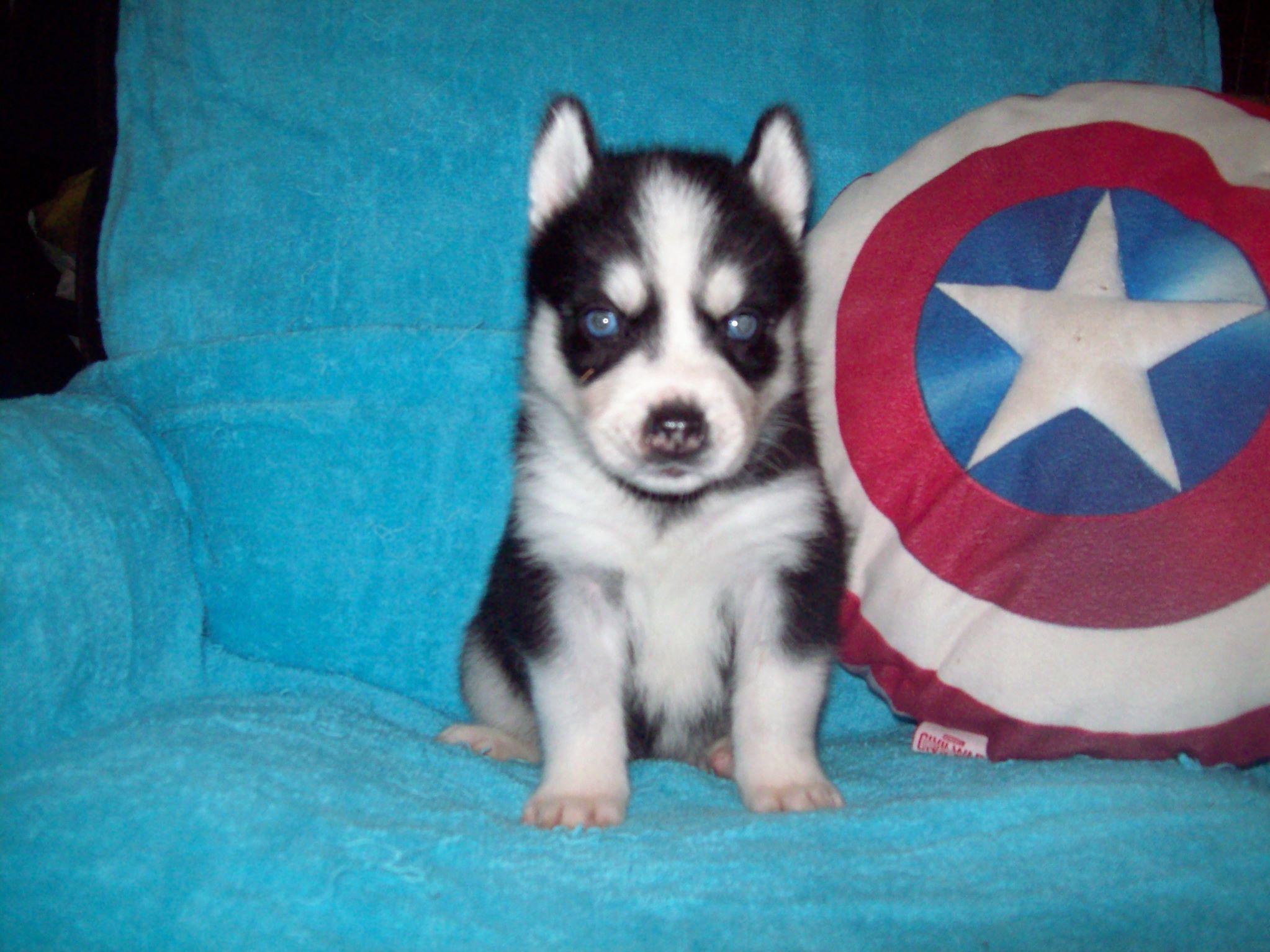 forever puppy husky husky nation forever beautiful husky puppies born january 31 2017 siberian forever puppy husky husky nation forever beautiful husky puppies born january 31 2017 siberian