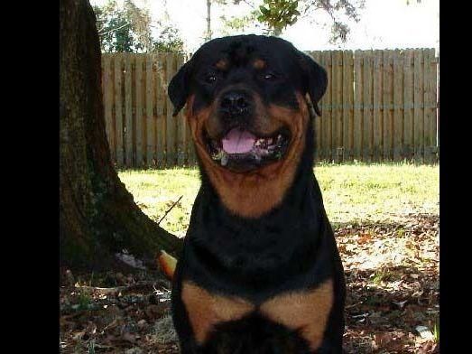 rottweiler puppies gainesville fl akc puppies for sale in florida akc marketplace rottweiler puppies gainesville fl akc puppies for sale in florida akc marketplace