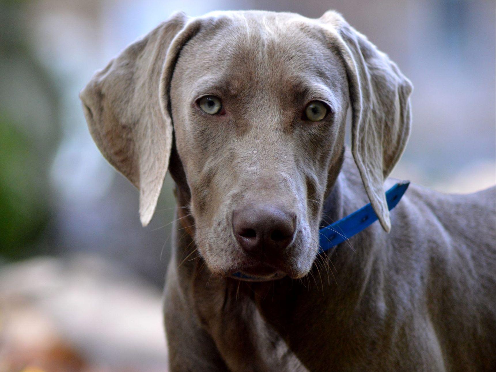 Nosam Kennels Vizsla Puppies For Sale