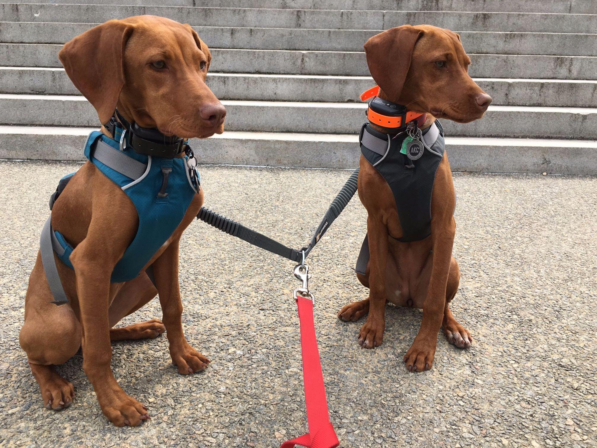 Nosam Kennels Dog Breeders Rock, WV