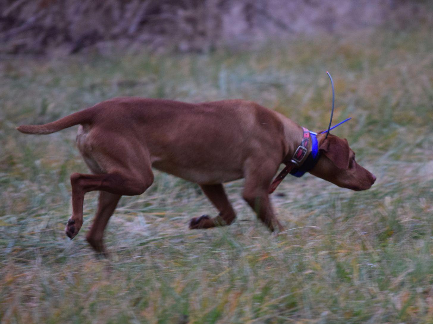 Nosam Kennels Vizsla Puppies For Sale