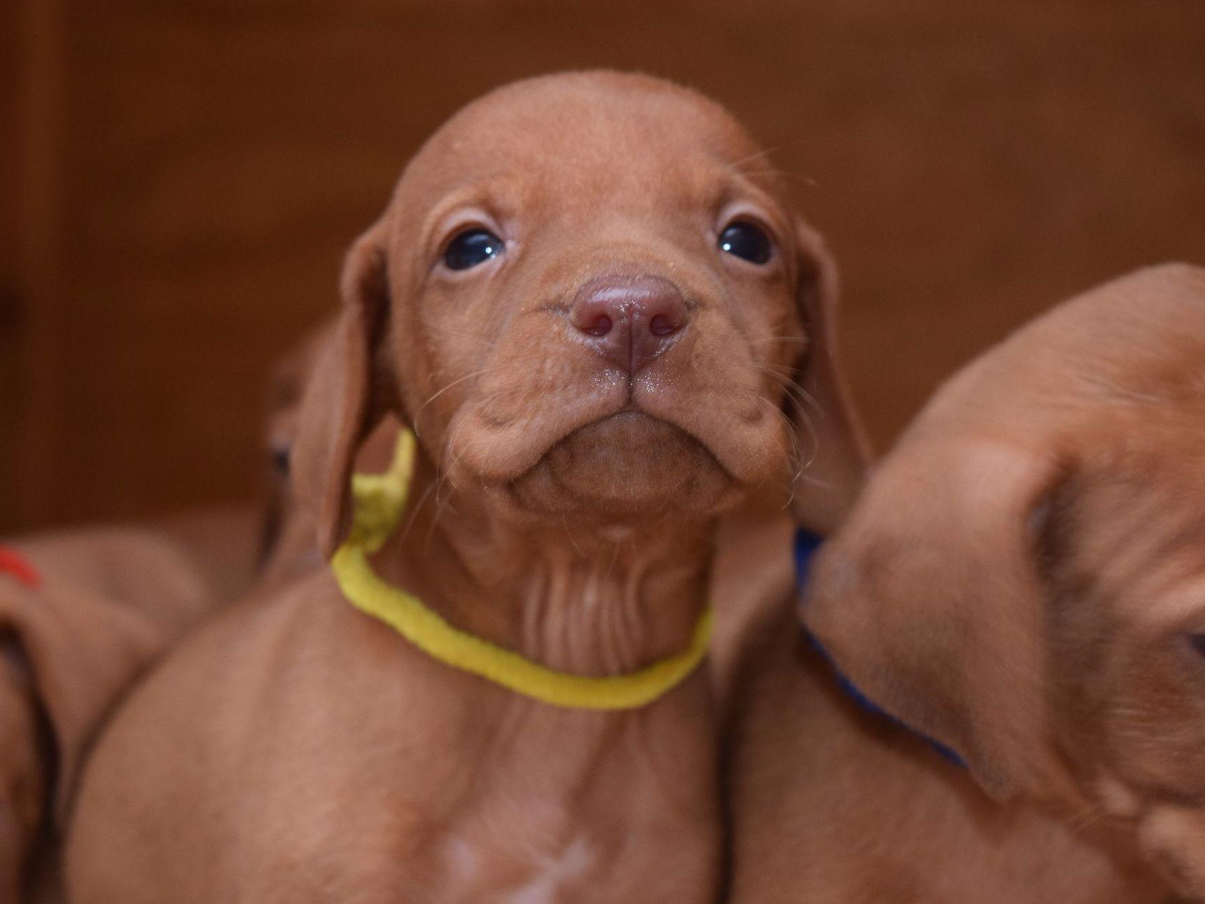 Nosam Kennels Vizsla Puppies For Sale