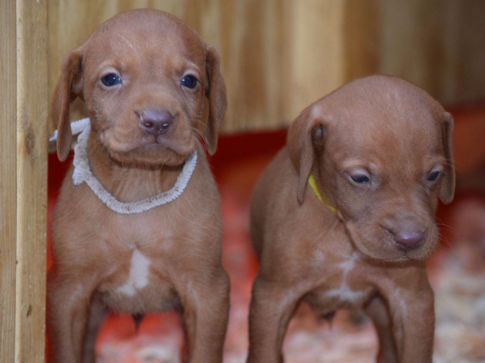 Nosam Kennels Vizsla Puppies For Sale