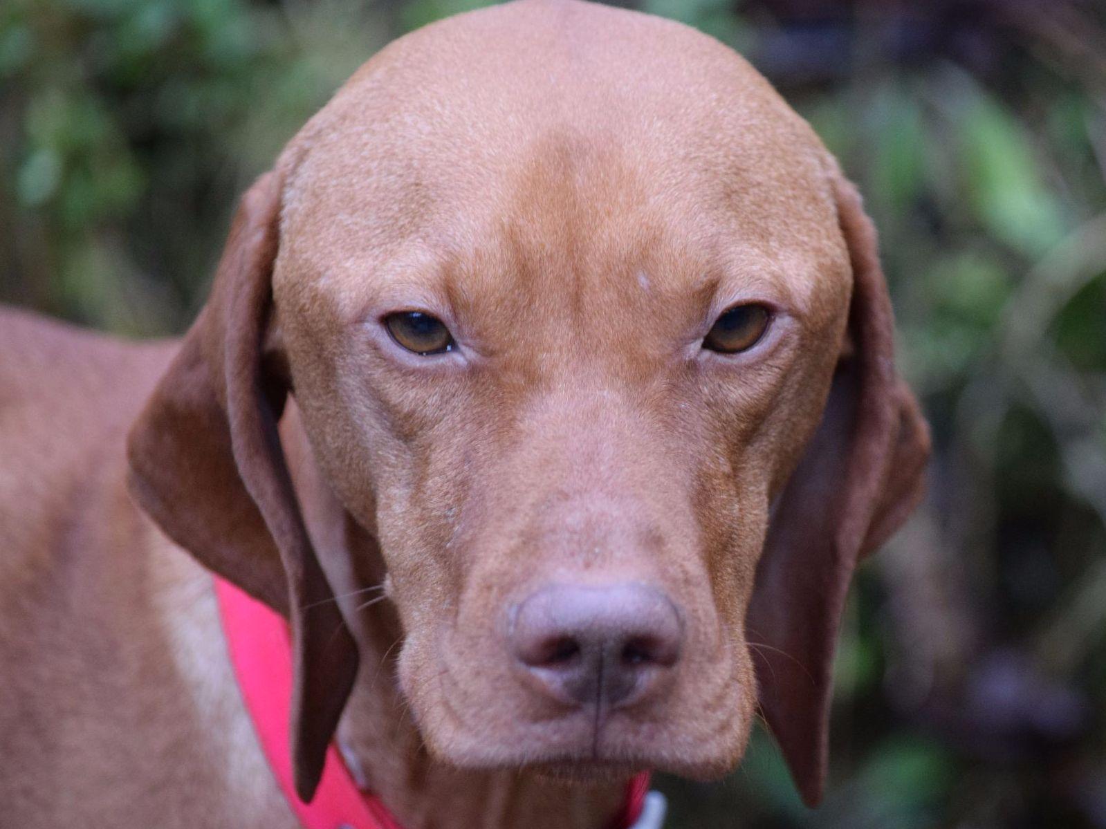 Nosam Kennels Vizsla Puppies For Sale