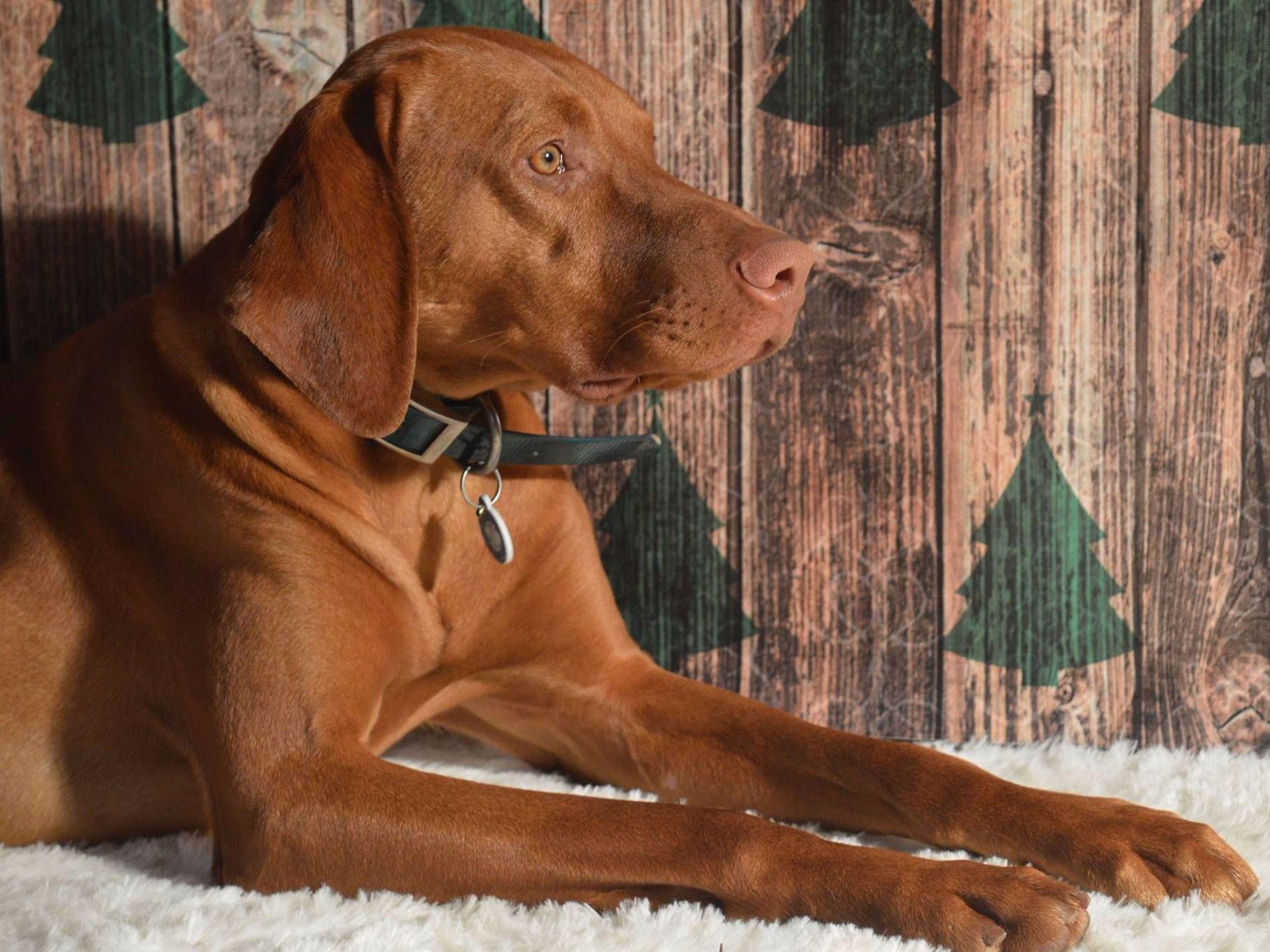 Nosam Kennels Vizsla Puppies For Sale