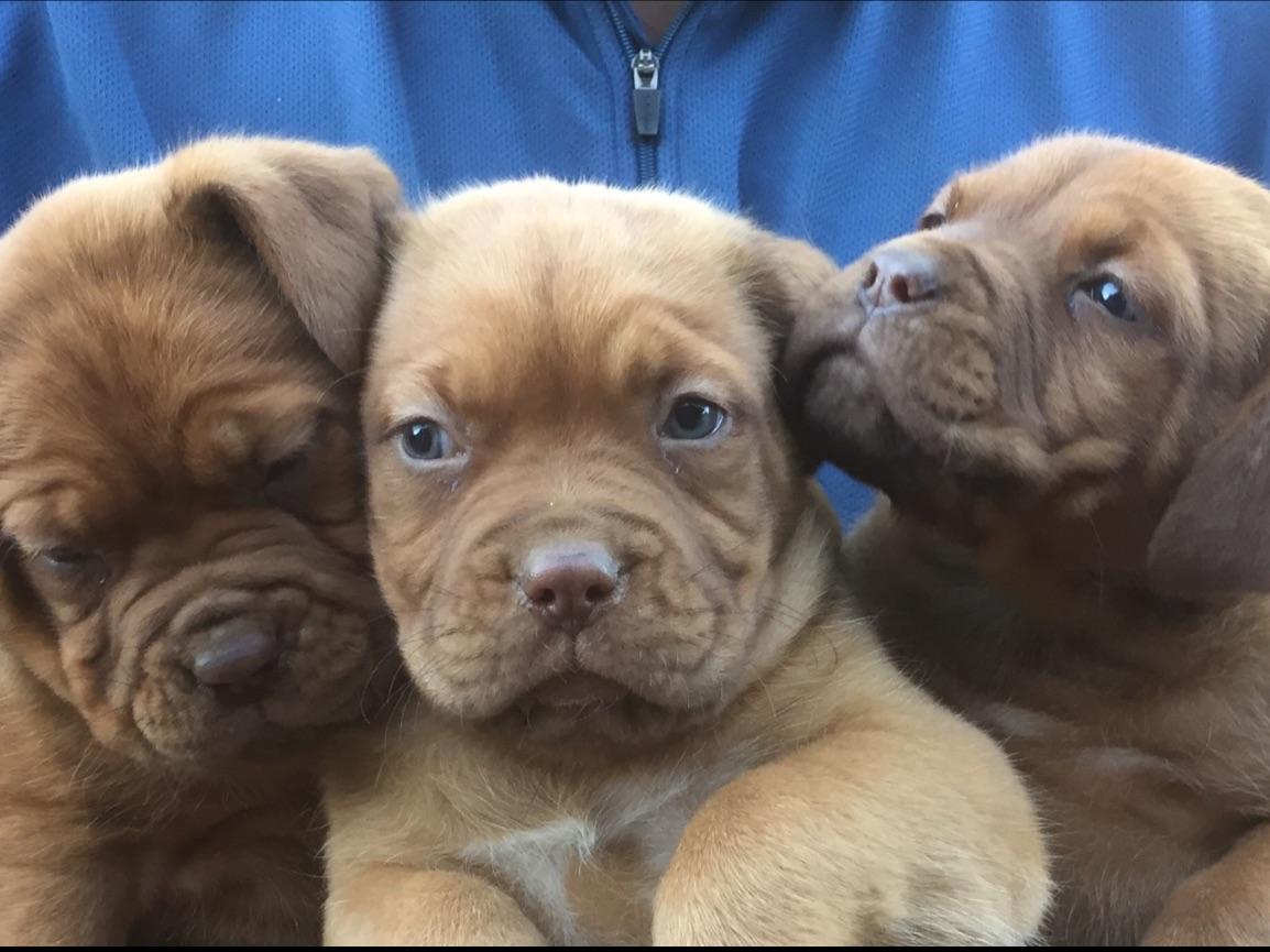 French Mastiff/Dogue de Bordeaux Puppies Dog Breeders Sugar Land, TX