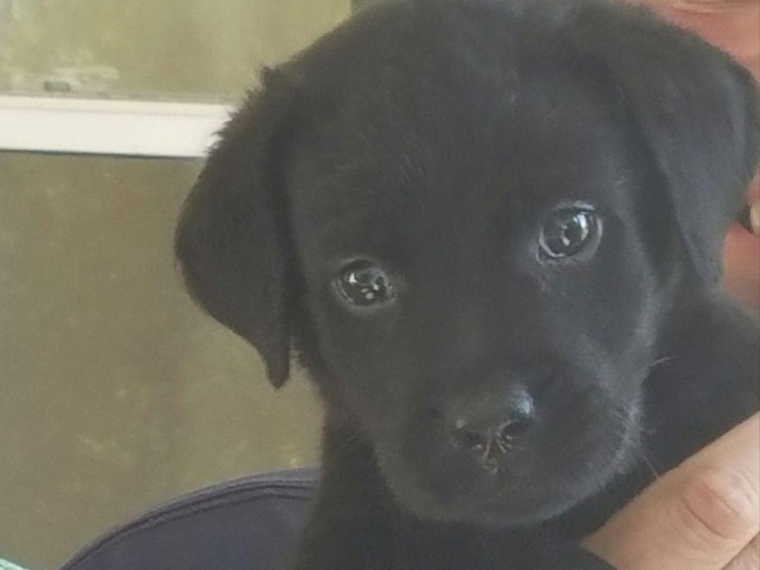 Legacy Labradors Dog Breeders Carmel, NY