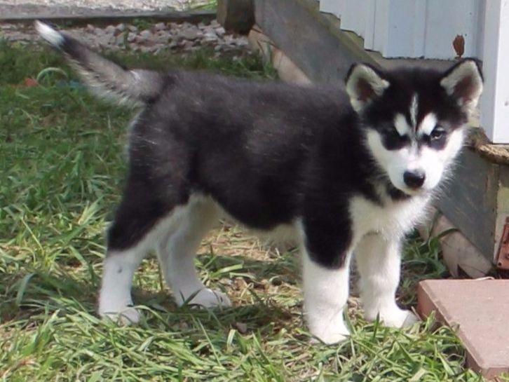 alaskan malamute puppies ohio alaskan malamute for sale by rocks alaskan malamutes american kennel club alaskan malamute puppies ohio alaskan malamute for sale by rocks alaskan malamutes american kennel club