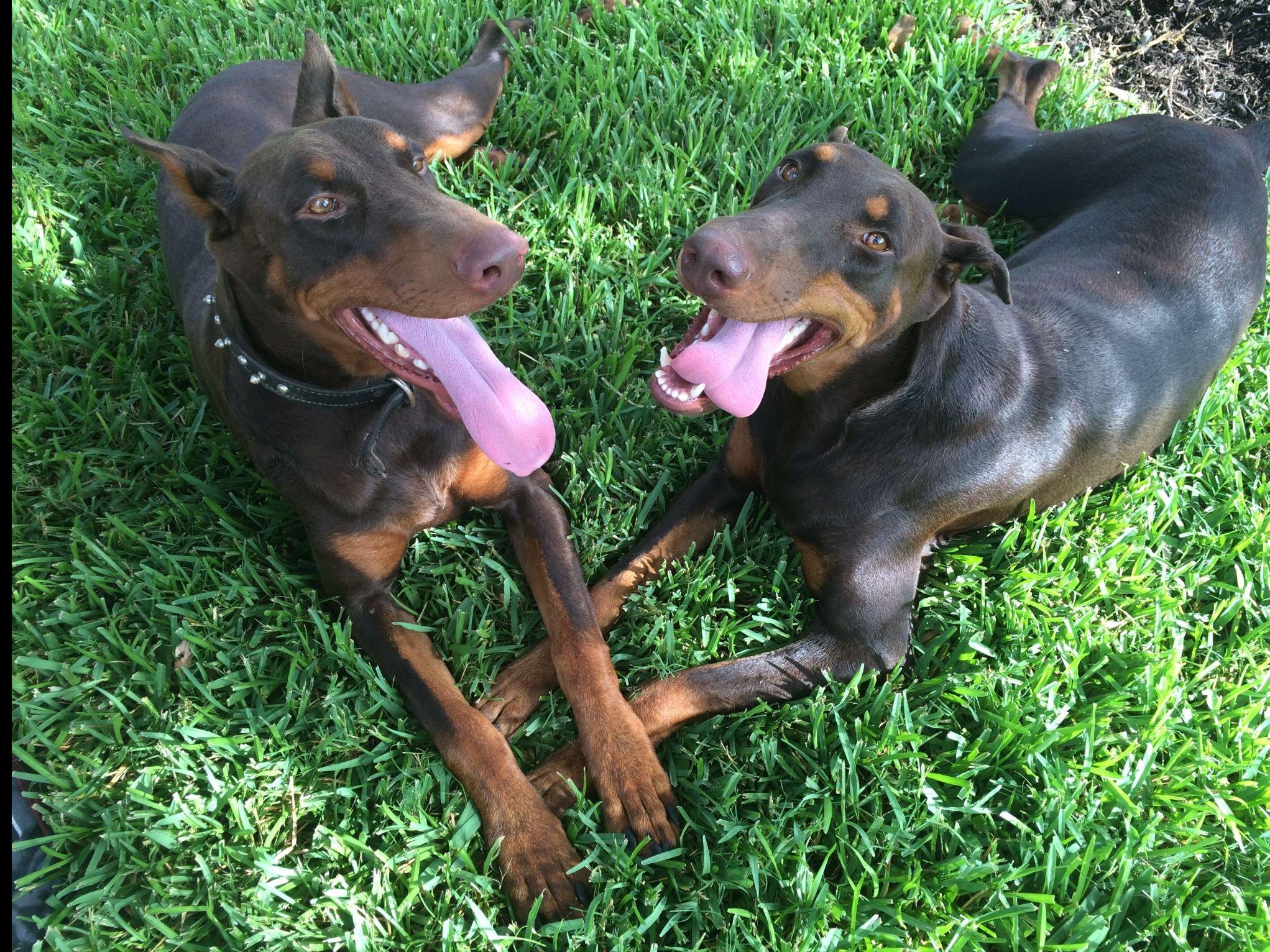 puppies for sale saratoga ny doberman pinscher puppies for sale near ivanhoe akc marketplace puppies for sale saratoga ny doberman pinscher puppies for sale near ivanhoe akc marketplace
