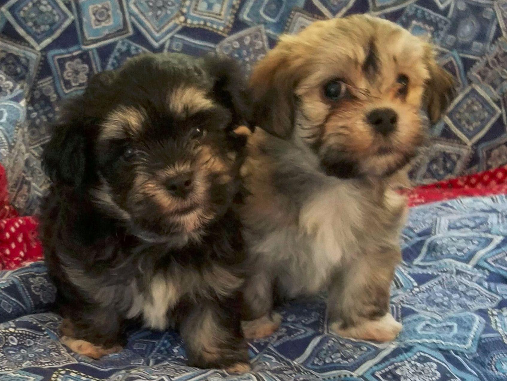 havanese puppies in pa gristmill havanese breeders stroudsburg pa havanese puppies in pa gristmill havanese breeders stroudsburg pa
