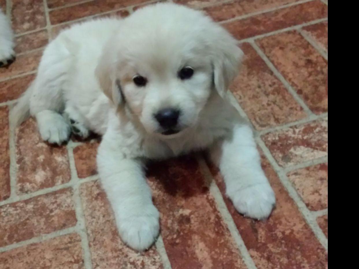 Amber Rose Kennel Dog Breeders Youngstown, OH