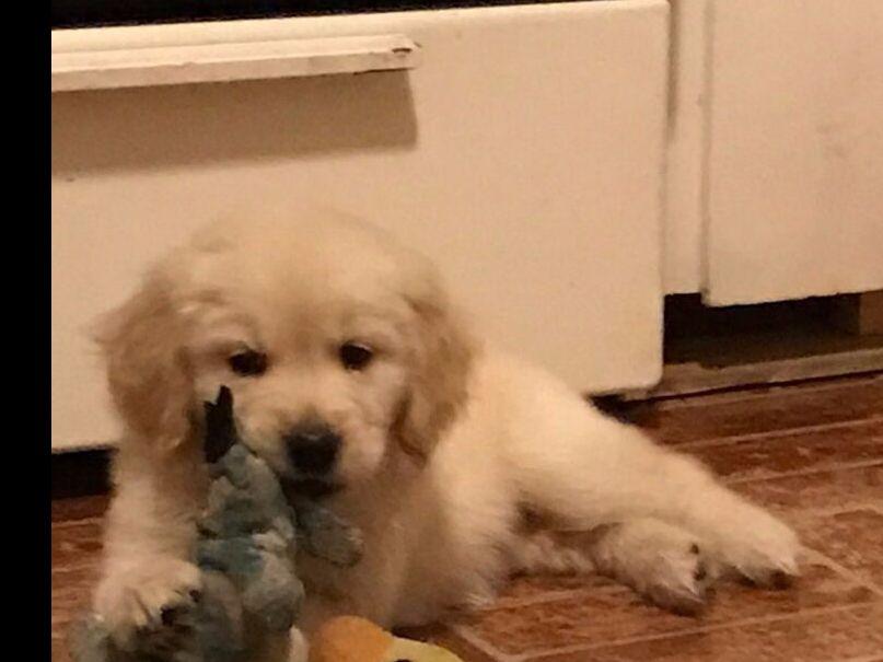 Amber Rose Kennel Golden Retriever Puppies For Sale