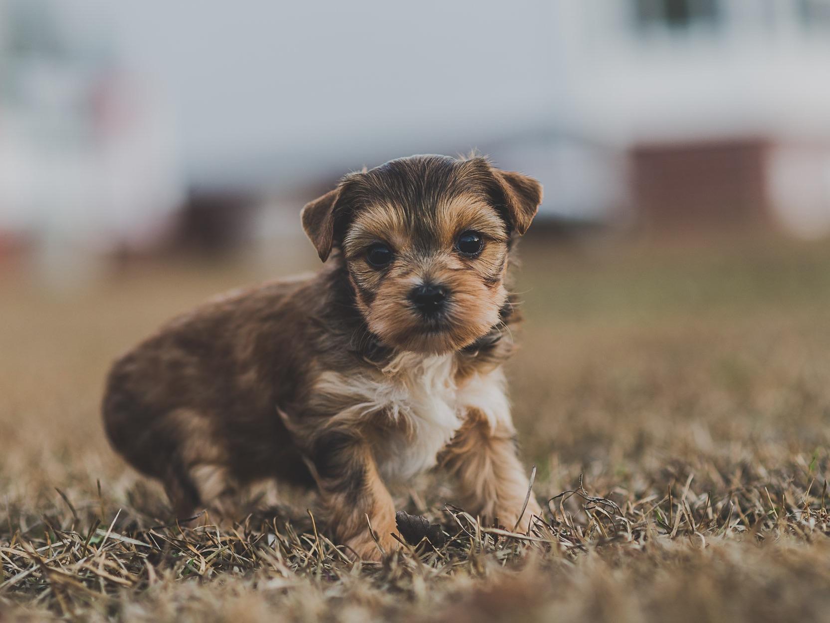 southern yorkies southern yorkies terrier puppies for sale southern yorkies southern yorkies terrier puppies for sale