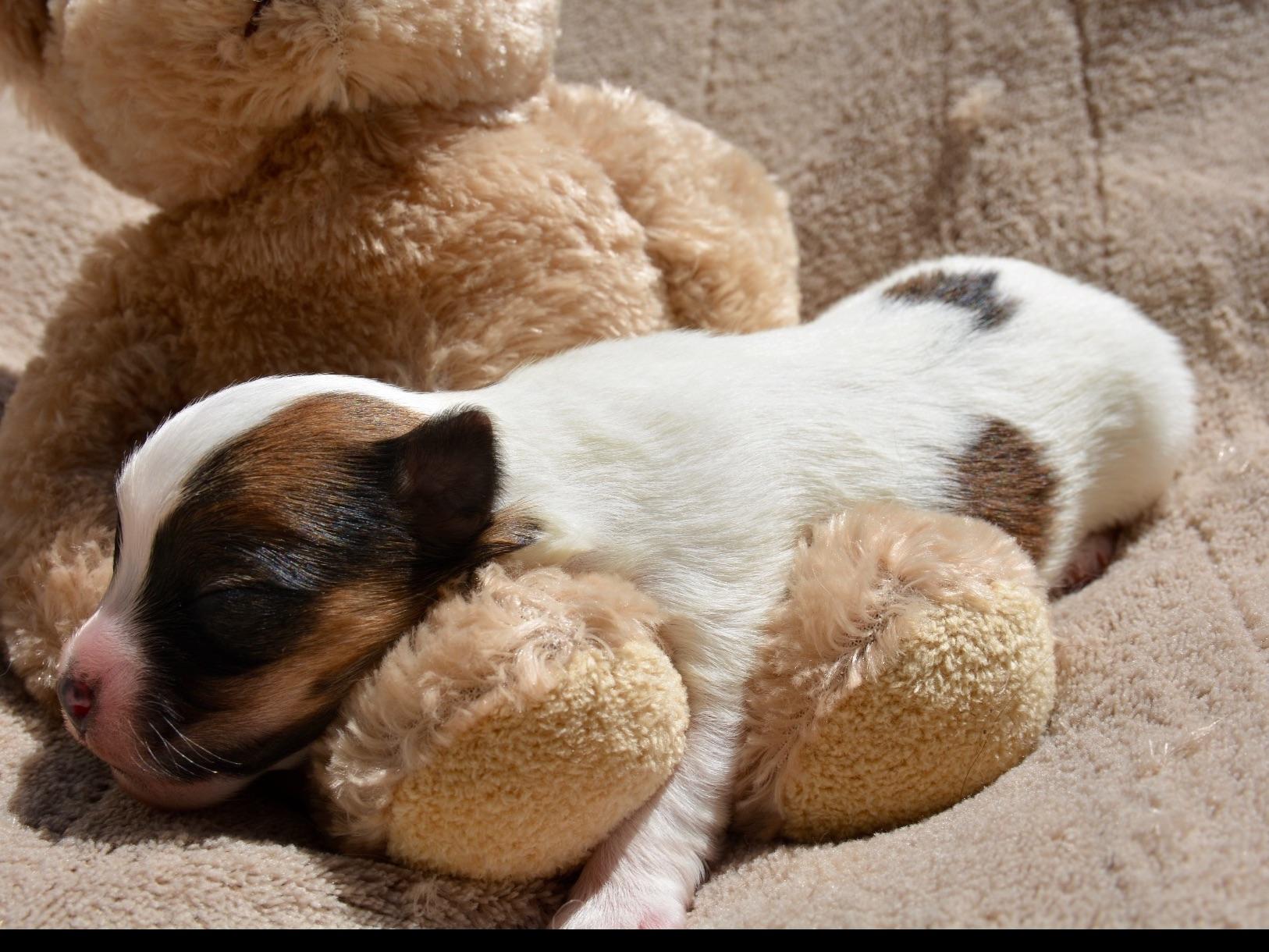 southern yorkies southern yorkies terrier puppies for sale southern yorkies southern yorkies terrier puppies for sale