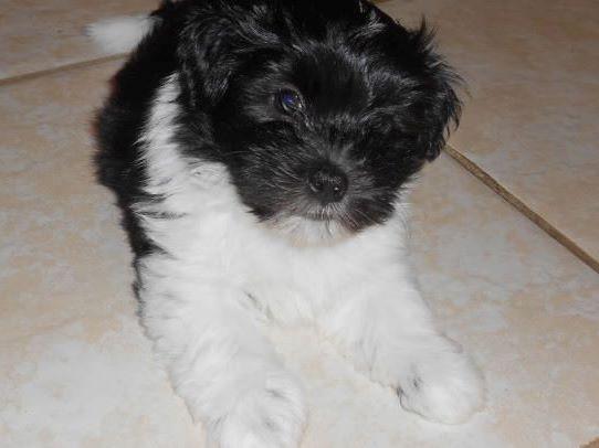 adora havanese jean nagle havanese puppies for sale adora havanese jean nagle havanese puppies for sale