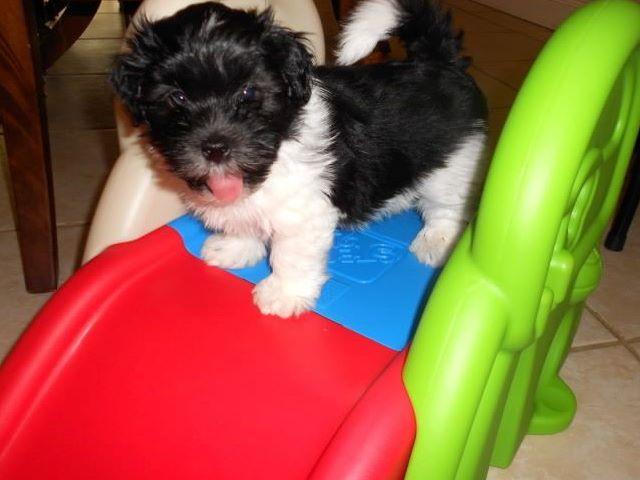 adora havanese jean nagle havanese puppies for sale adora havanese jean nagle havanese puppies for sale