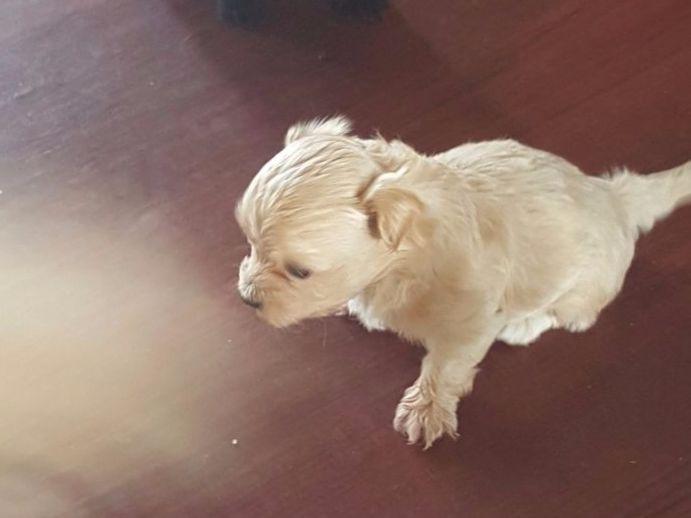revistio havanese havanese for sale by revistio la costa havanese american kennel club revistio havanese havanese for sale by revistio la costa havanese american kennel club