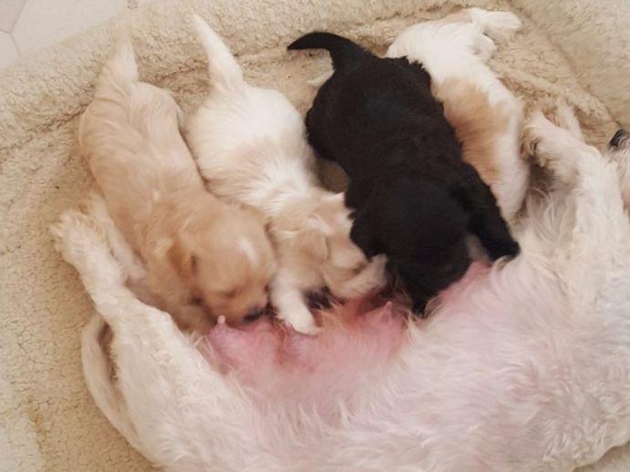 revistio havanese havanese for sale by revistio la costa havanese american kennel club revistio havanese havanese for sale by revistio la costa havanese american kennel club