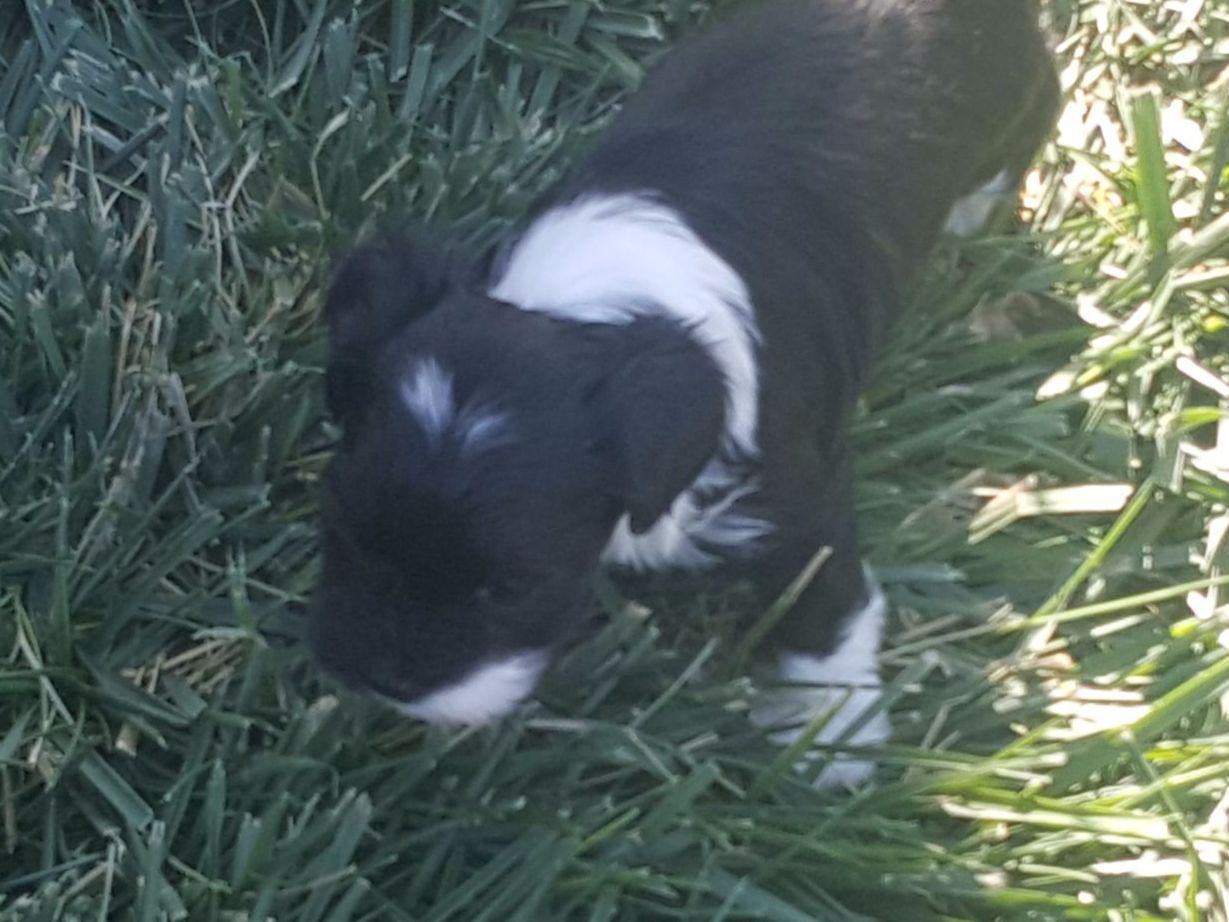 revistio havanese revistio la costa havanese breeders caldwell id revistio havanese revistio la costa havanese breeders caldwell id