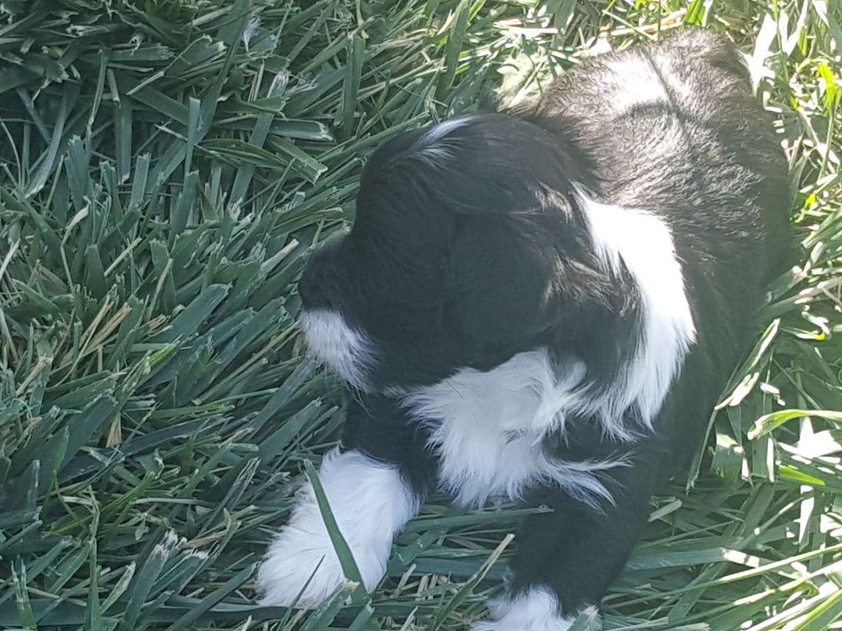revistio havanese revistio la costa havanese puppies for sale revistio havanese revistio la costa havanese puppies for sale