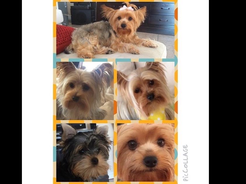 glenmore yorkies terrier puppies for sale near missouri city akc marketplace glenmore yorkies terrier puppies for sale near missouri city akc marketplace