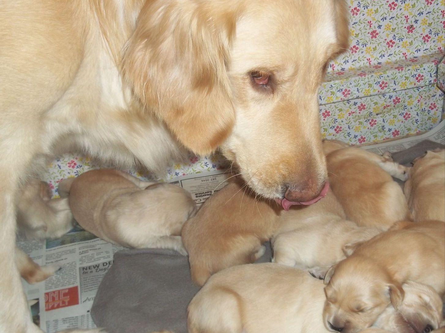 golden retriever breeders in pa diane newswanger breeders narvon pa golden retriever breeders in pa diane newswanger breeders narvon pa