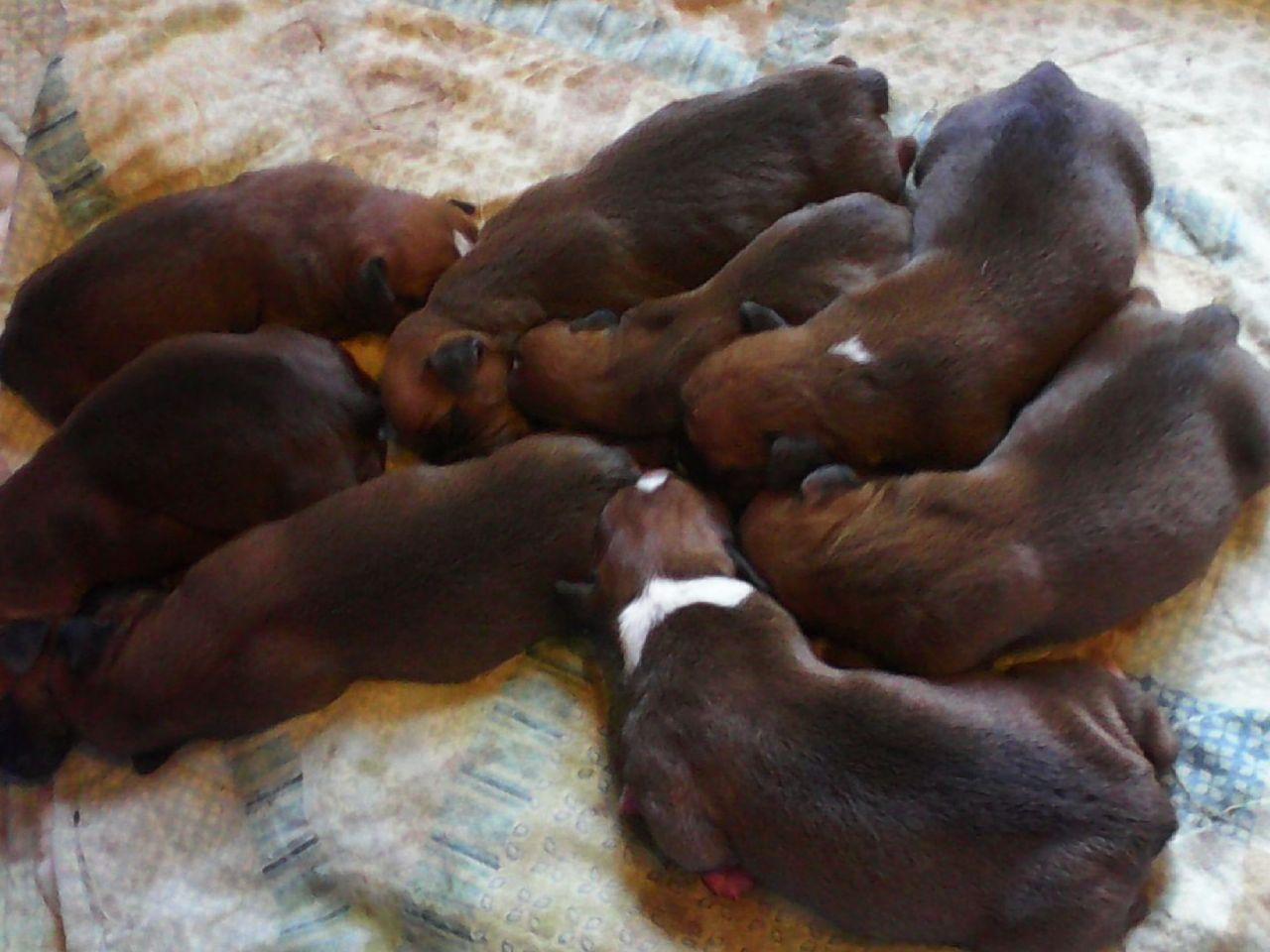 shih tzu puppies for sale in cleveland ga akc puppies for sale in tennessee page 4 akc marketplace shih tzu puppies for sale in cleveland ga akc puppies for sale in tennessee page 4 akc marketplace