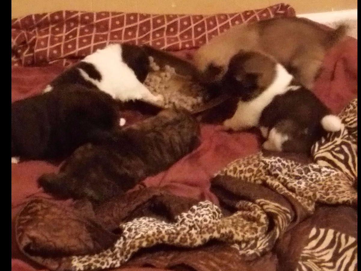 akita puppies for sale near saratoga springs new york akita puppies for sale near saratoga springs new york