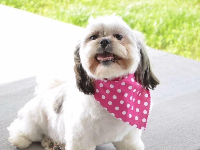 wendy hill shih tzu shih tzu puppies for sale near islip terrace new york akc marketplace wendy hill shih tzu shih tzu puppies for sale near islip terrace new york akc marketplace